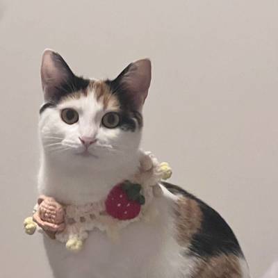 小黑O_o
