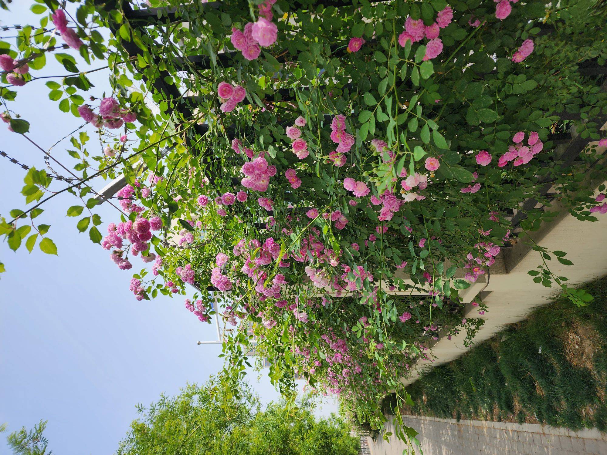 life_photo_0