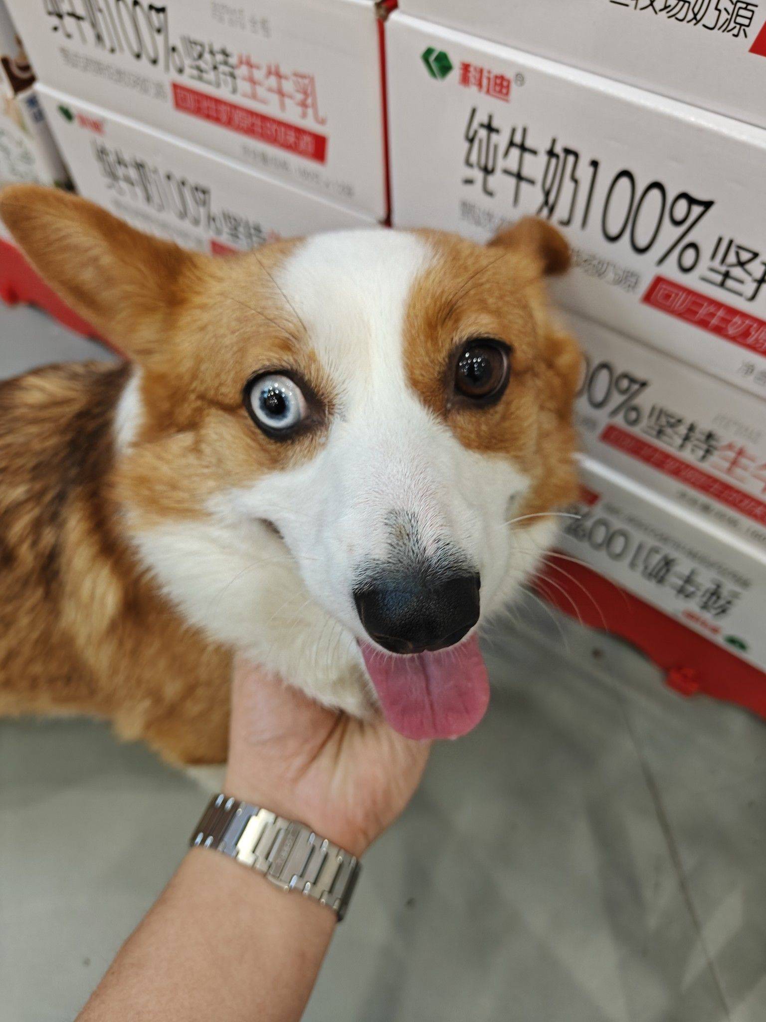 二狗