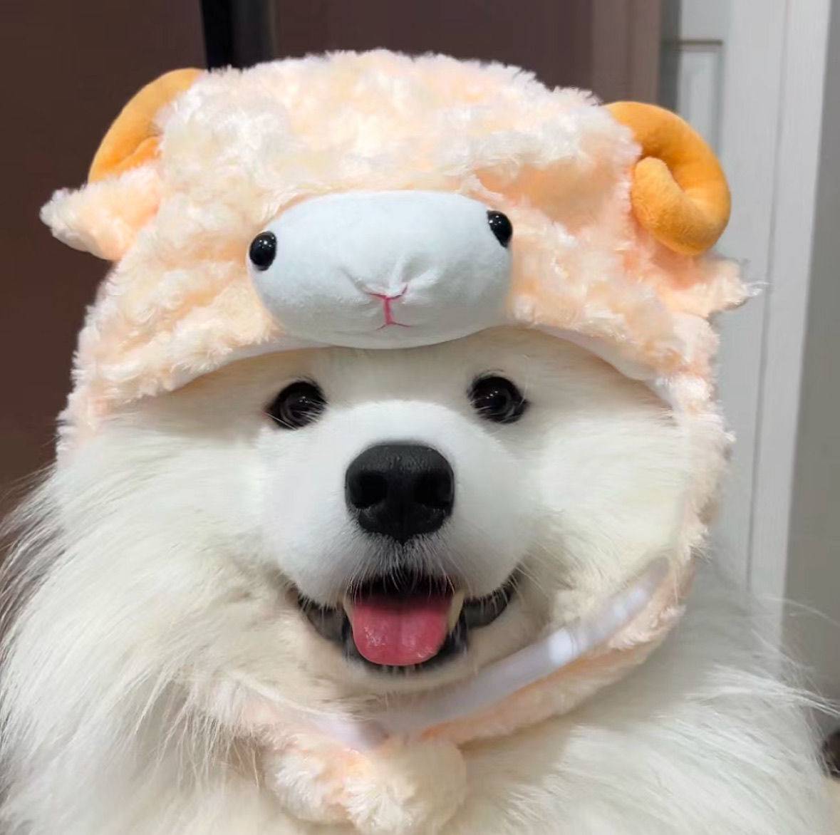 坚坚酱