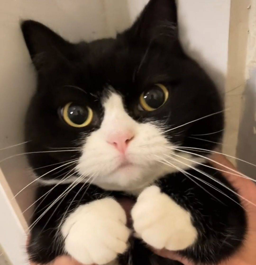 俊介
