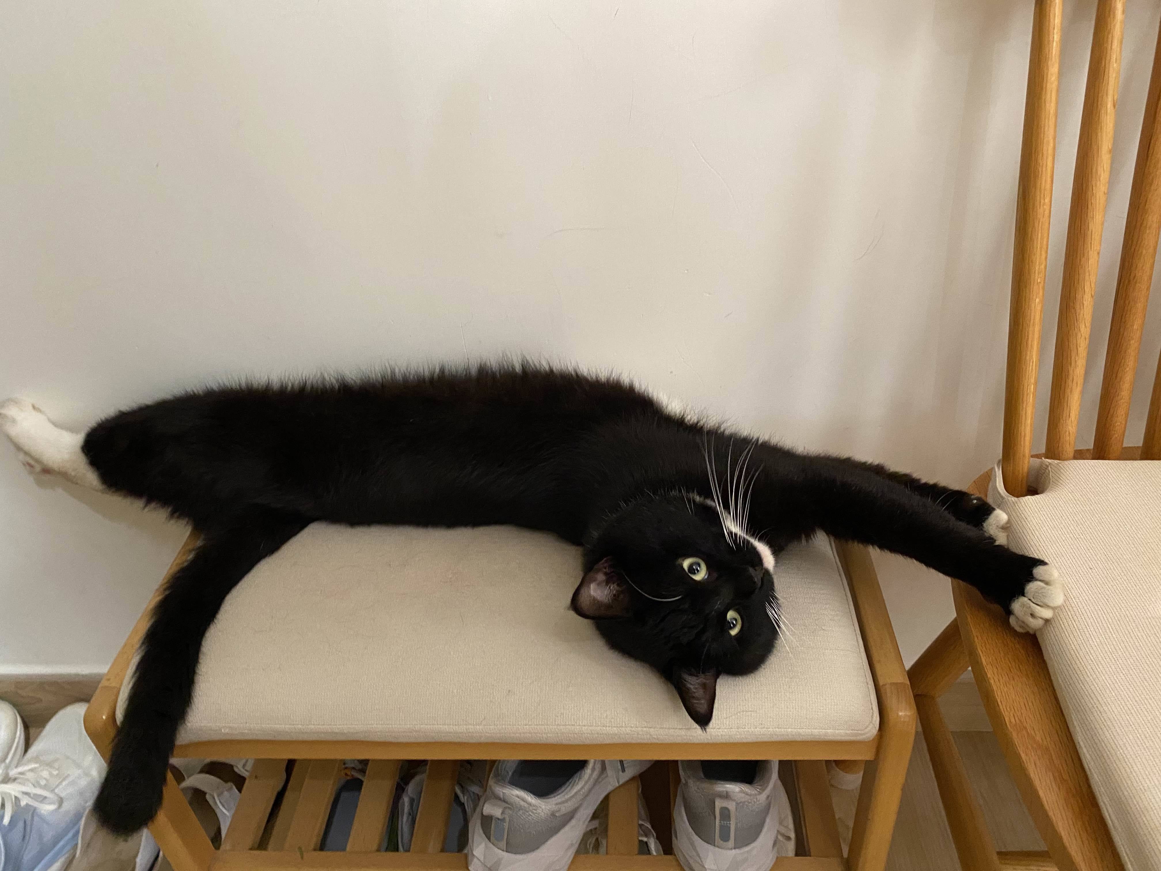小墨 Tuxedo Mo