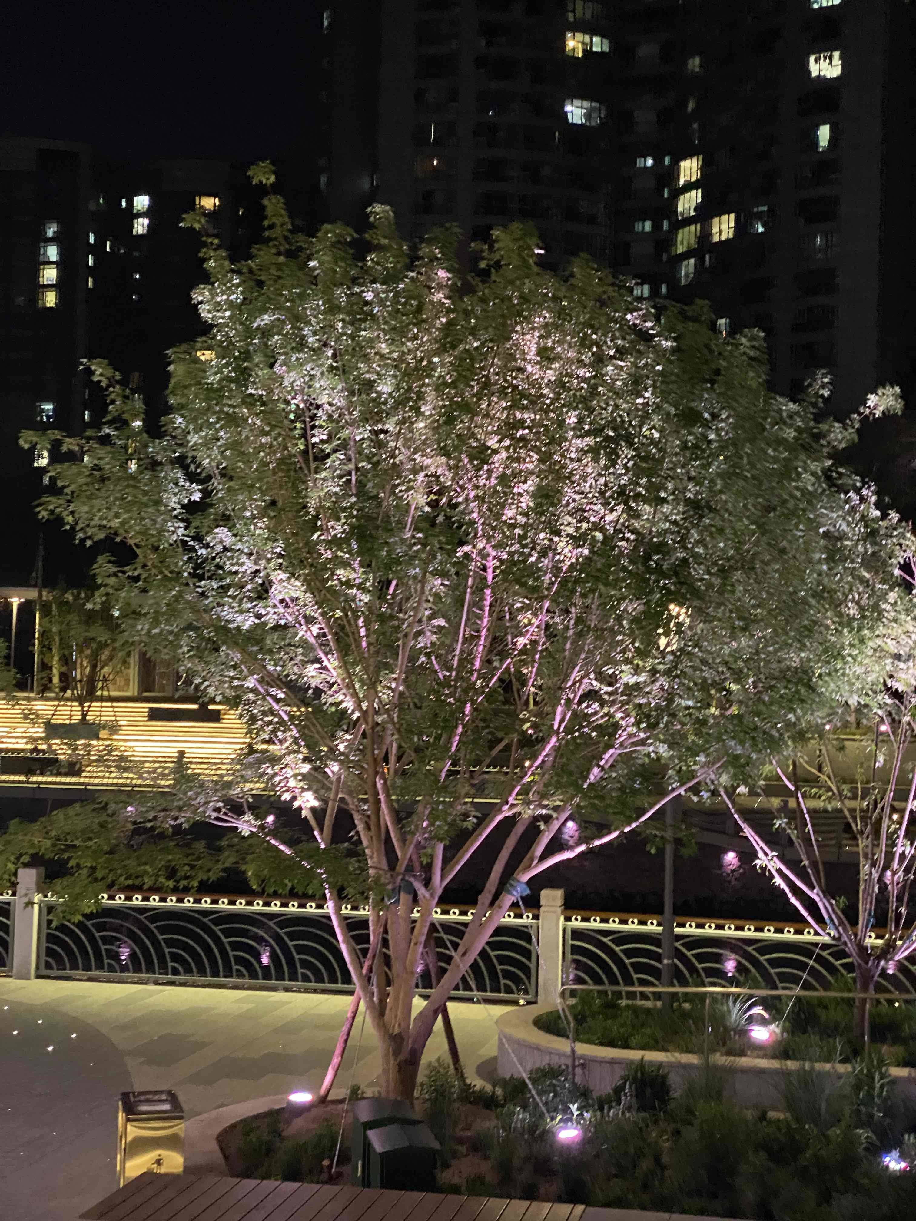 苹果