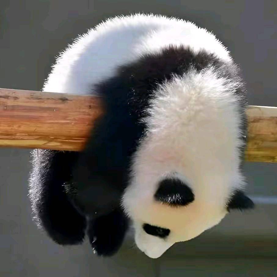 石头（我是房东）