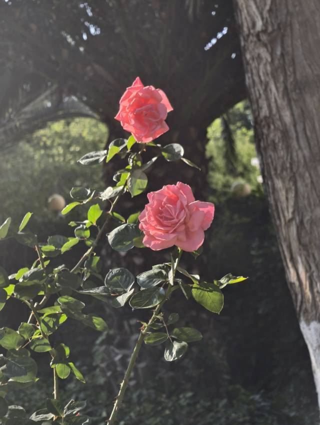 泡泡泡泡的鱼儿