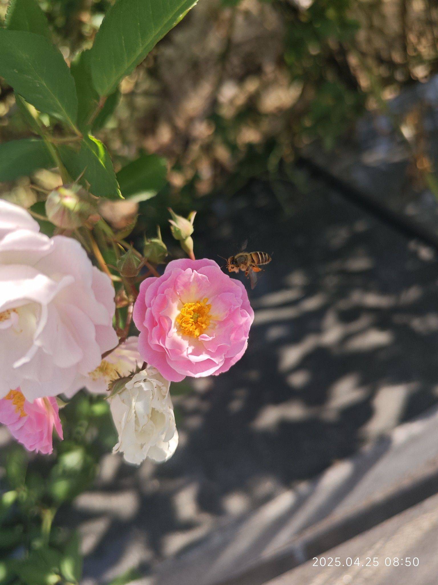 没有销声匿迹，我在热爱生活