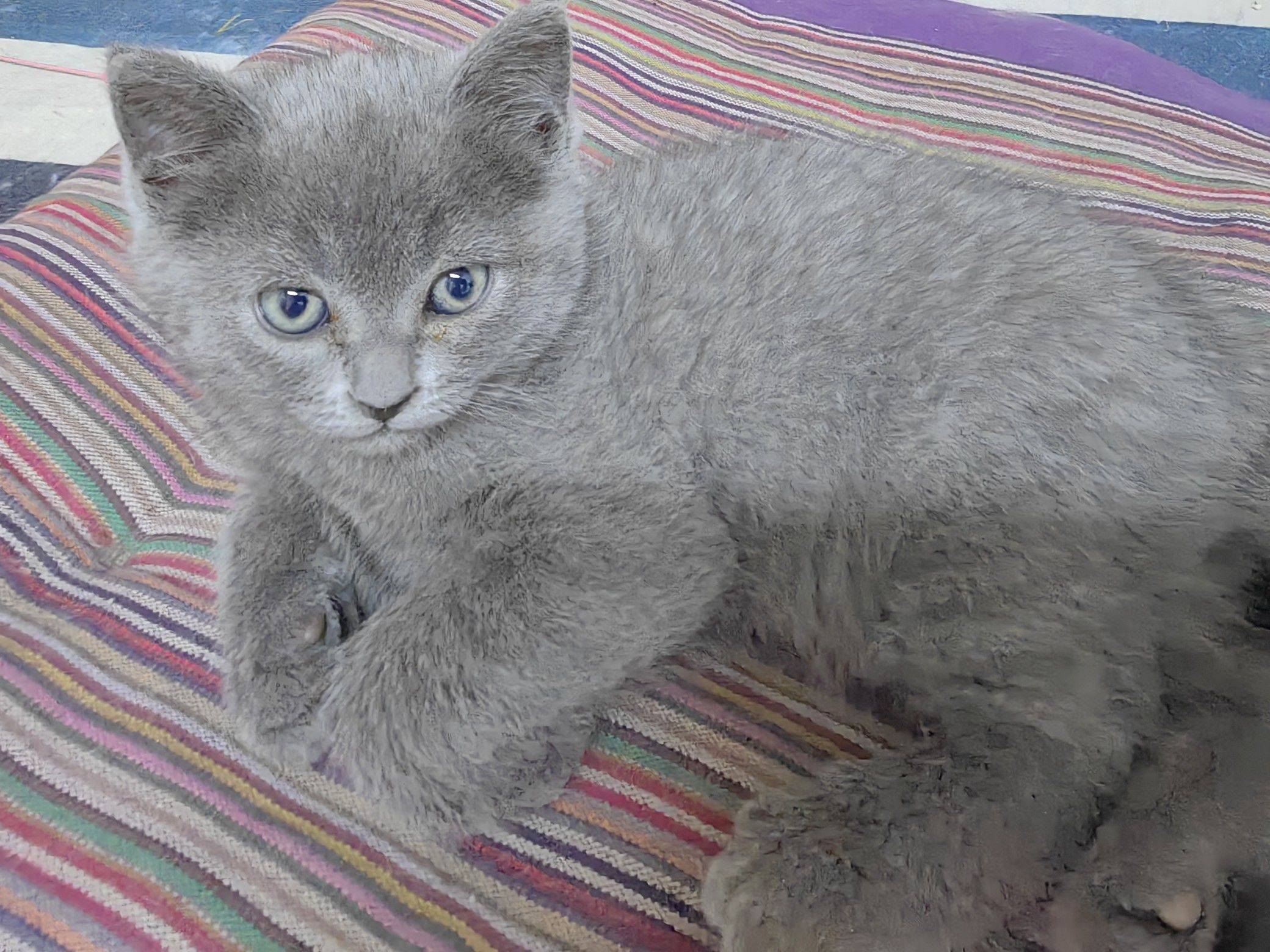 一只孤独的小猫咪