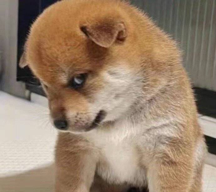 我们去抓水母吧