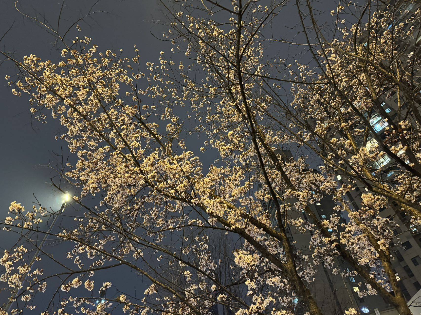三明治