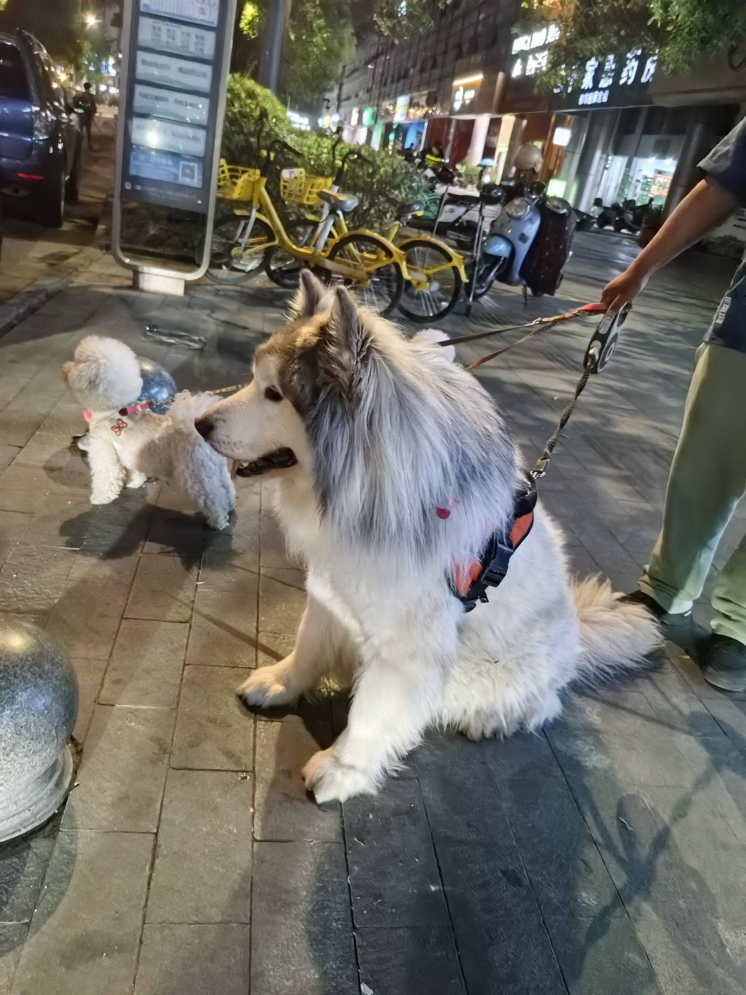 龙