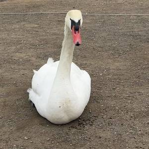 狗狗保护联盟