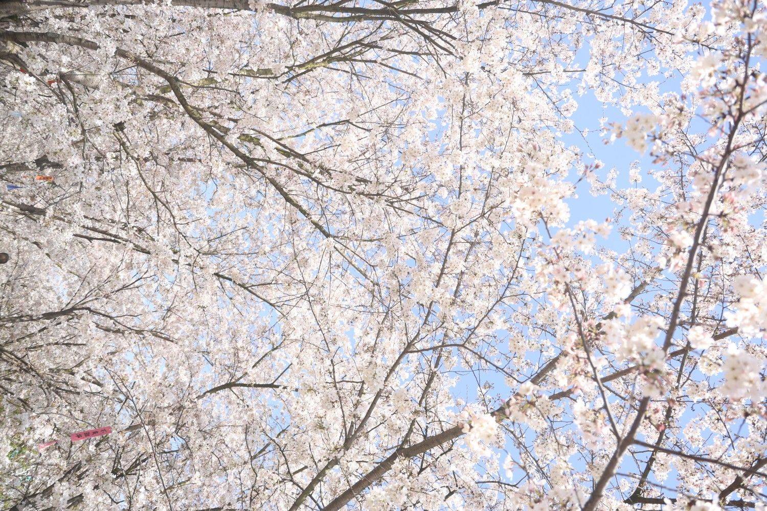 豆荚驾到，通通闪开！