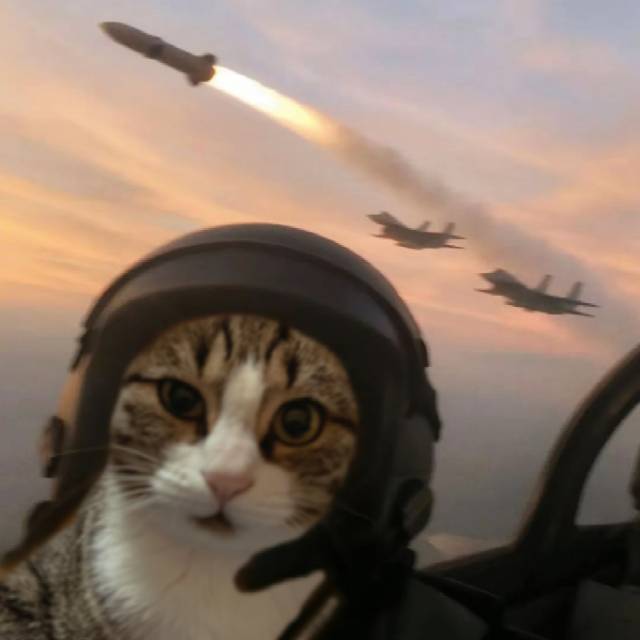 猫猫头