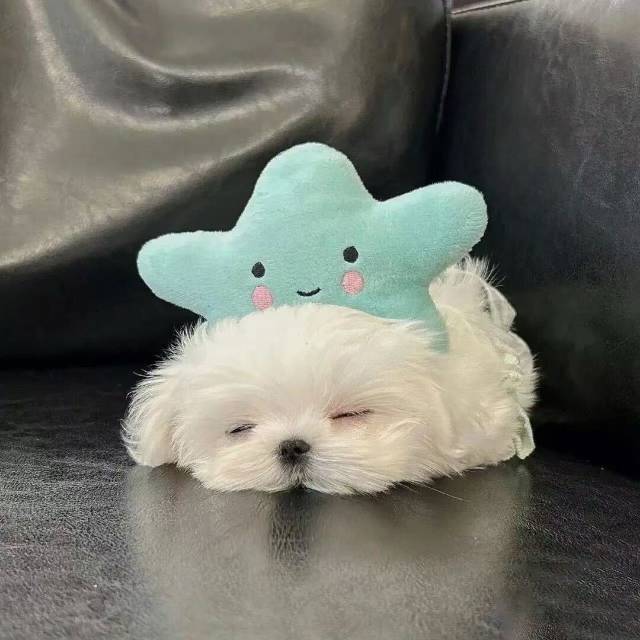晚睡不早起^_^