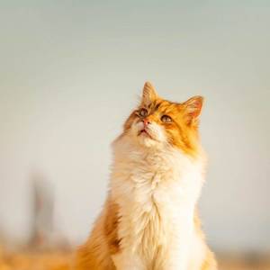 游泳猫