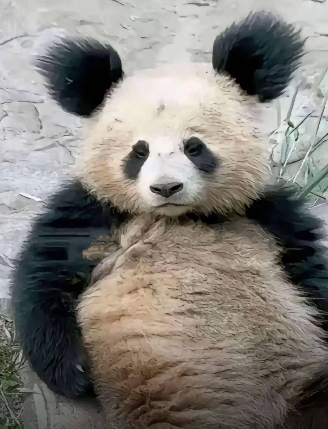 图图