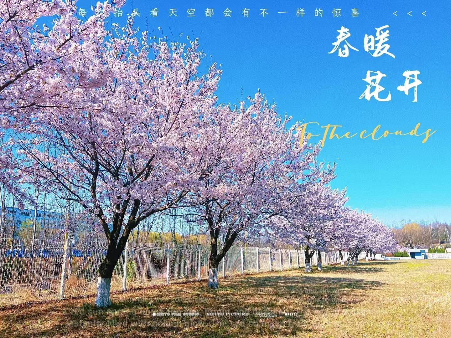 焉