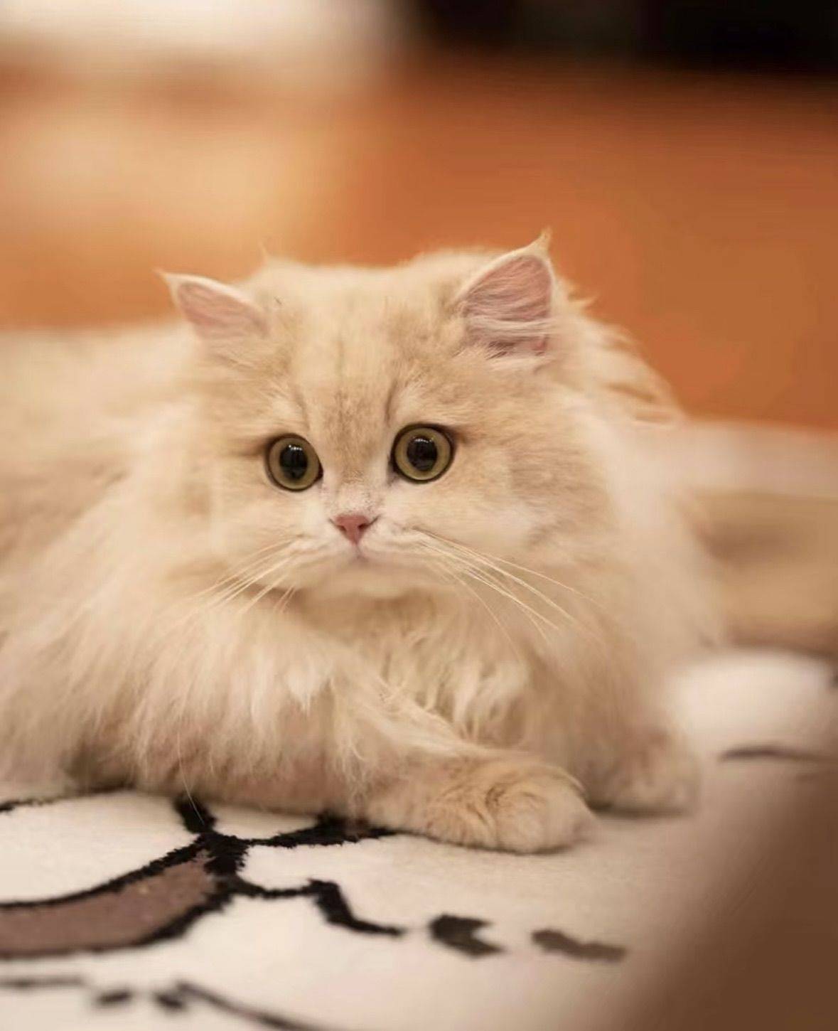 小小の猫