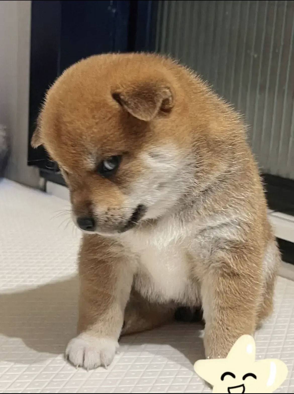 董董