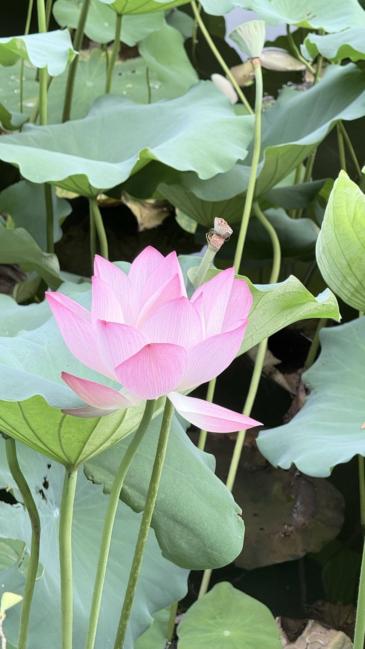 陆陆