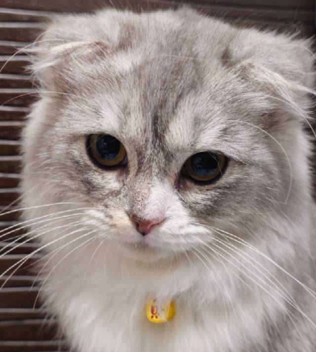 汪汪