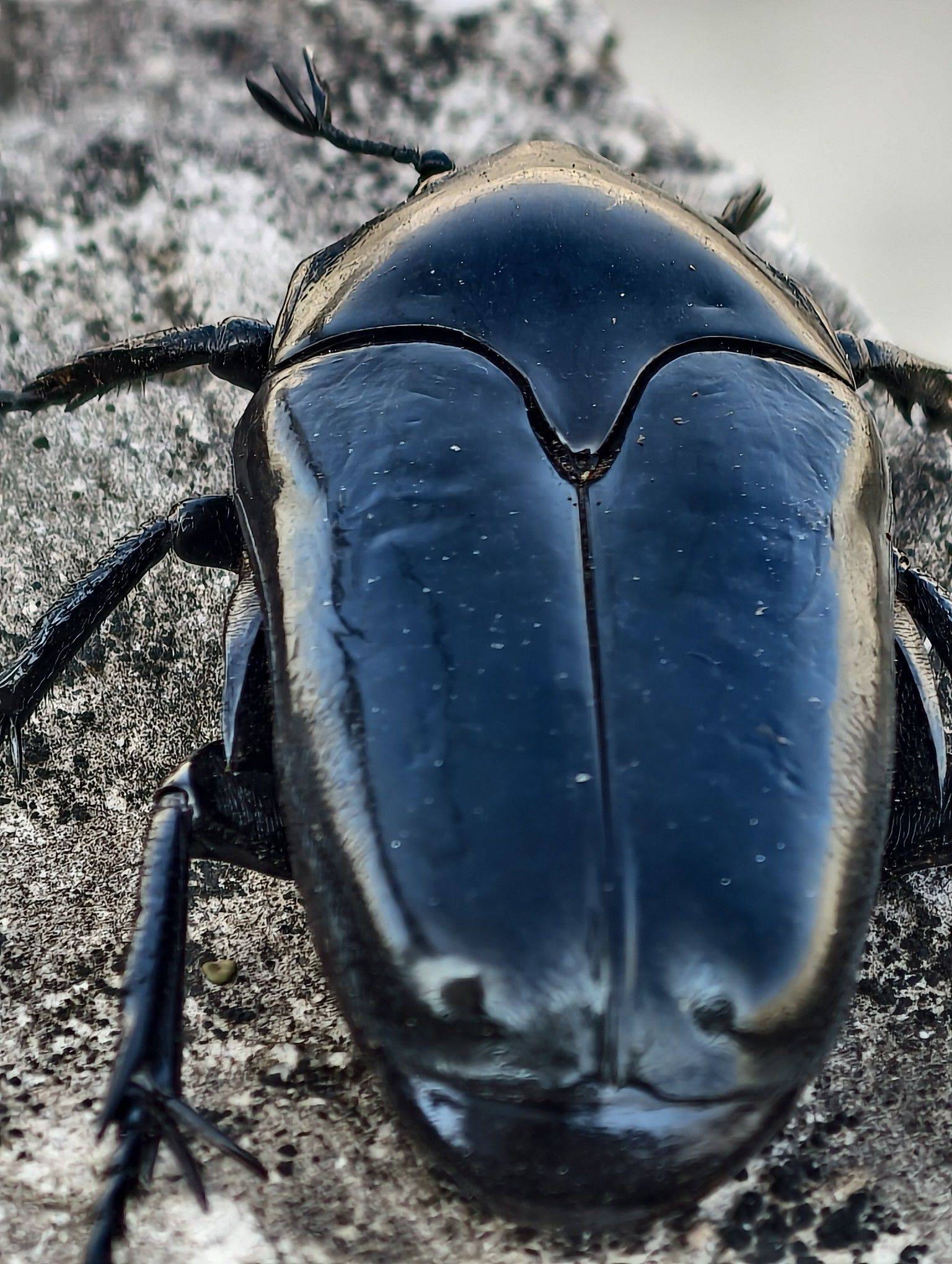 会说话的猫初来乍到，请多关照！