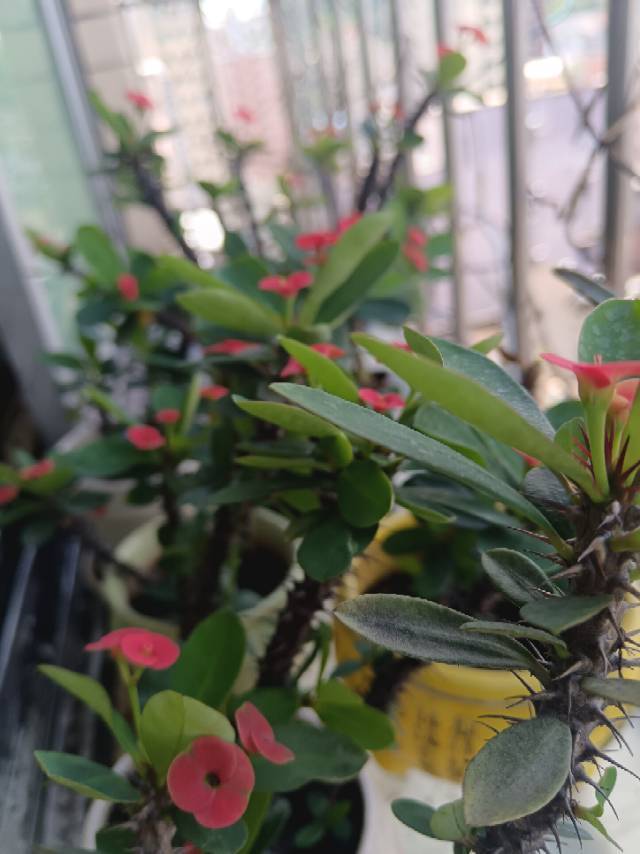 玉