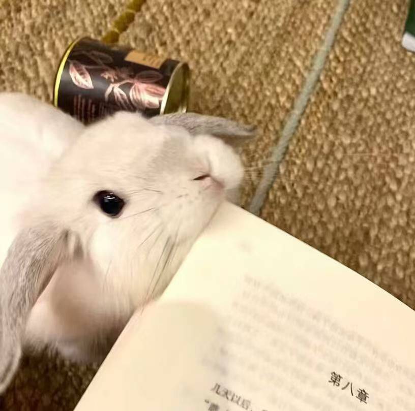 夏樱