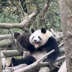 风滕草