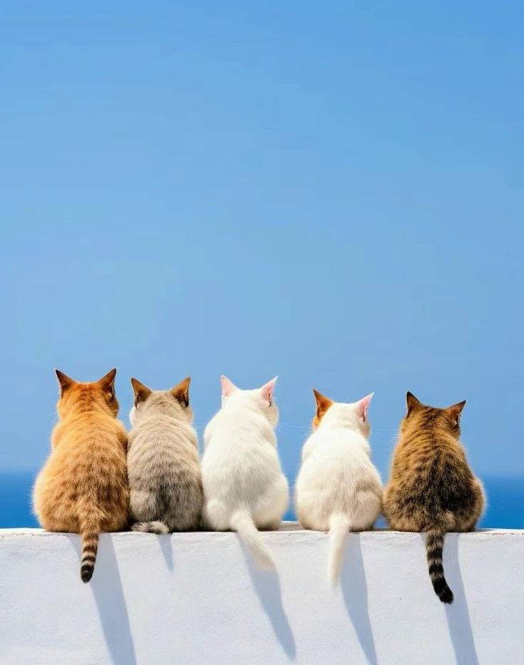 阿猫