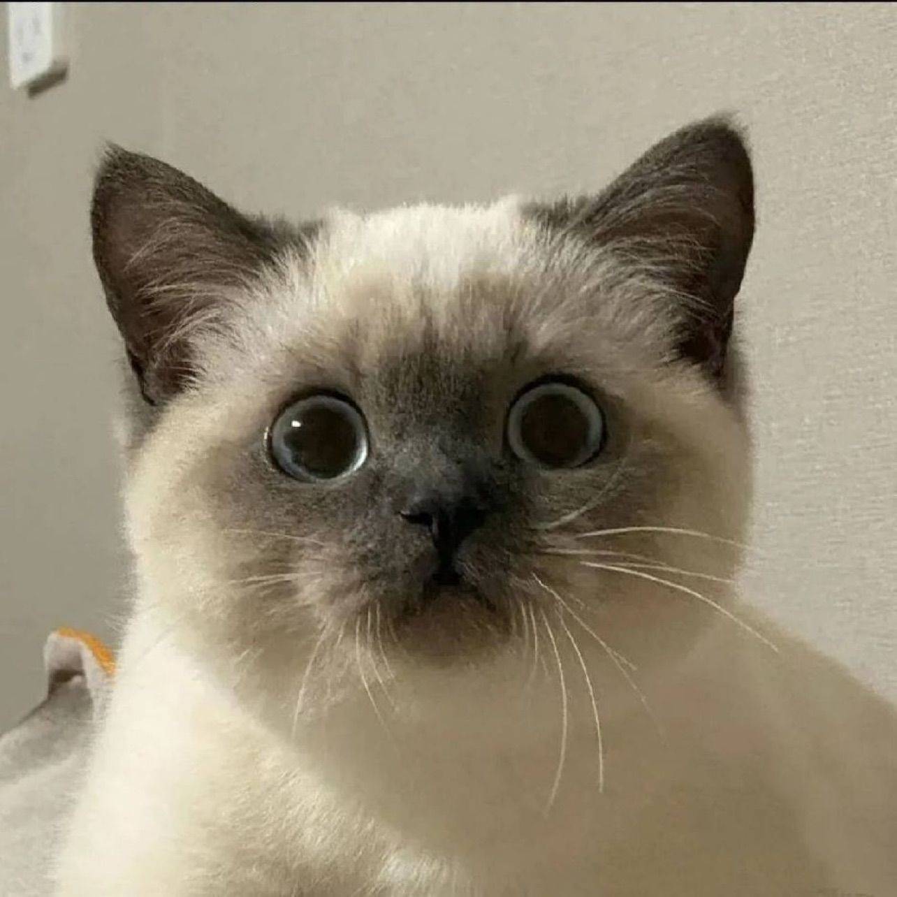 猫弟君