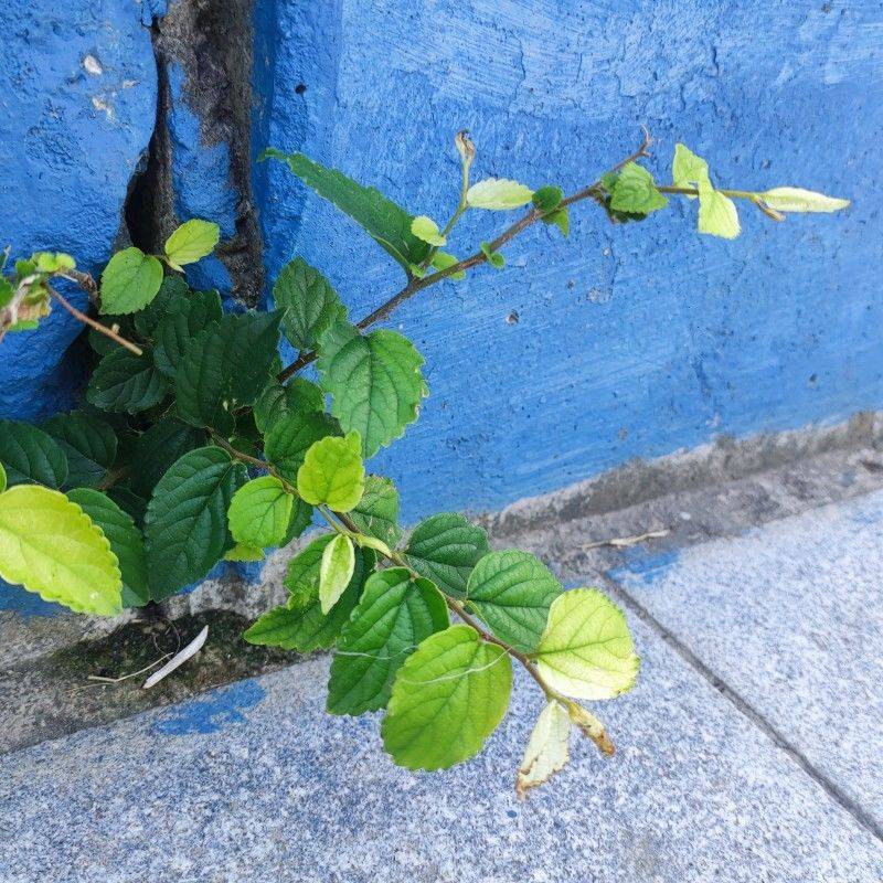 清沐
