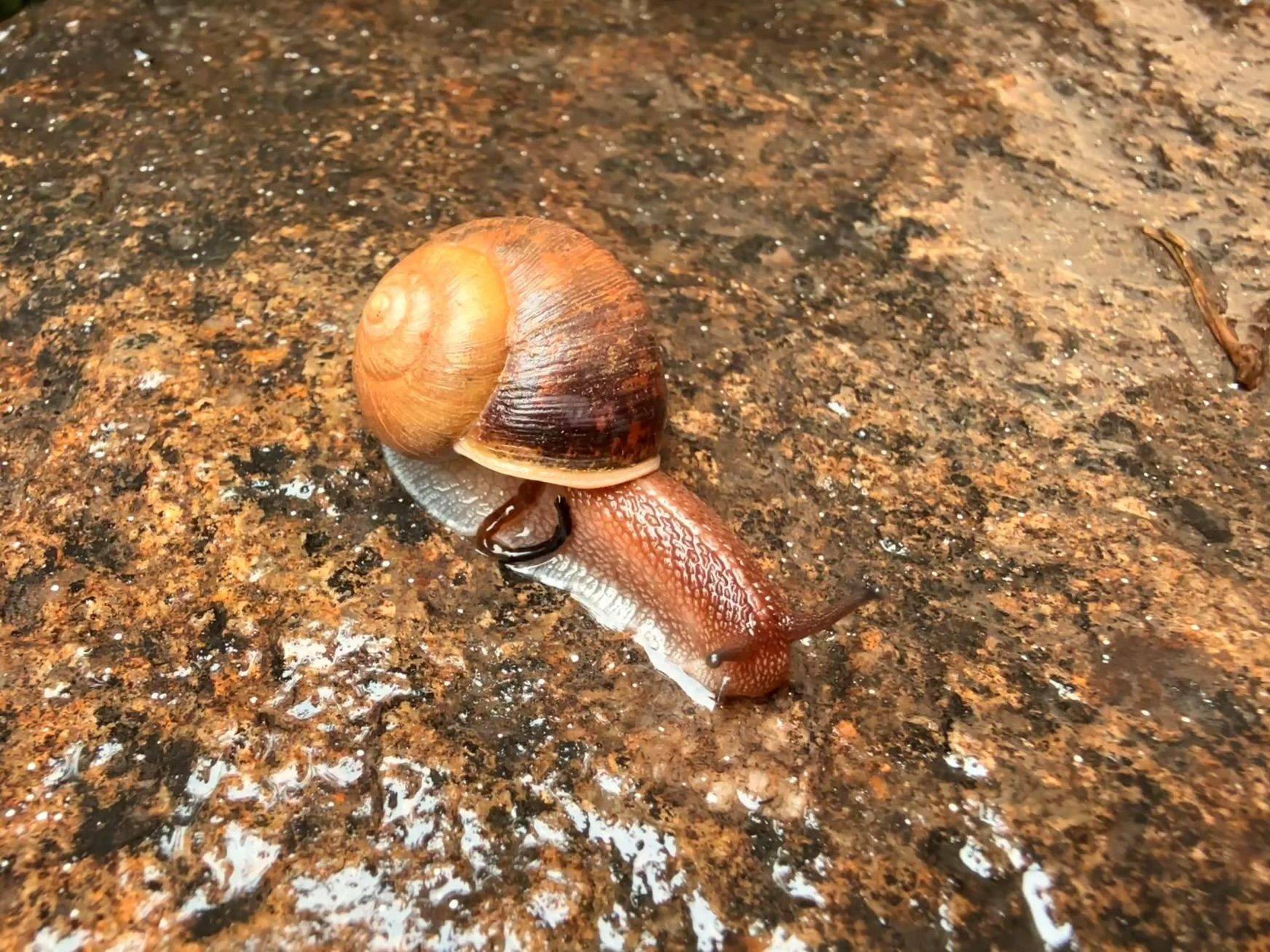 壮壮的麻麻