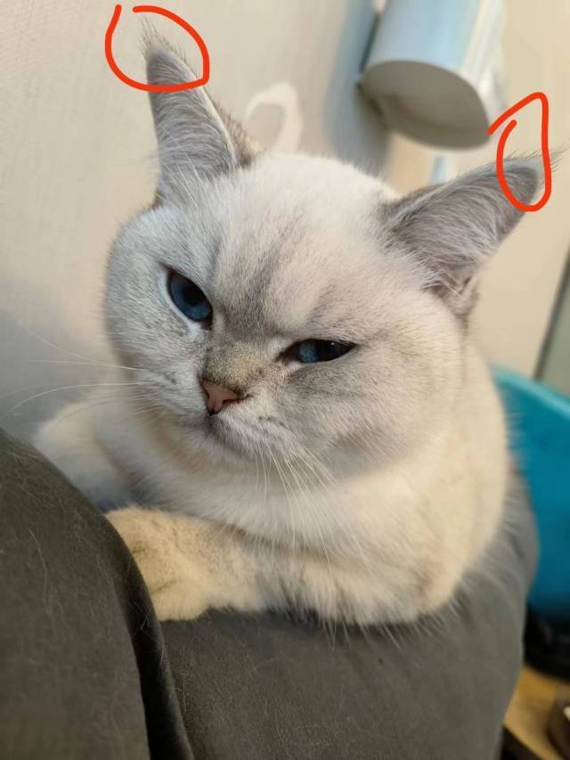 舒塔