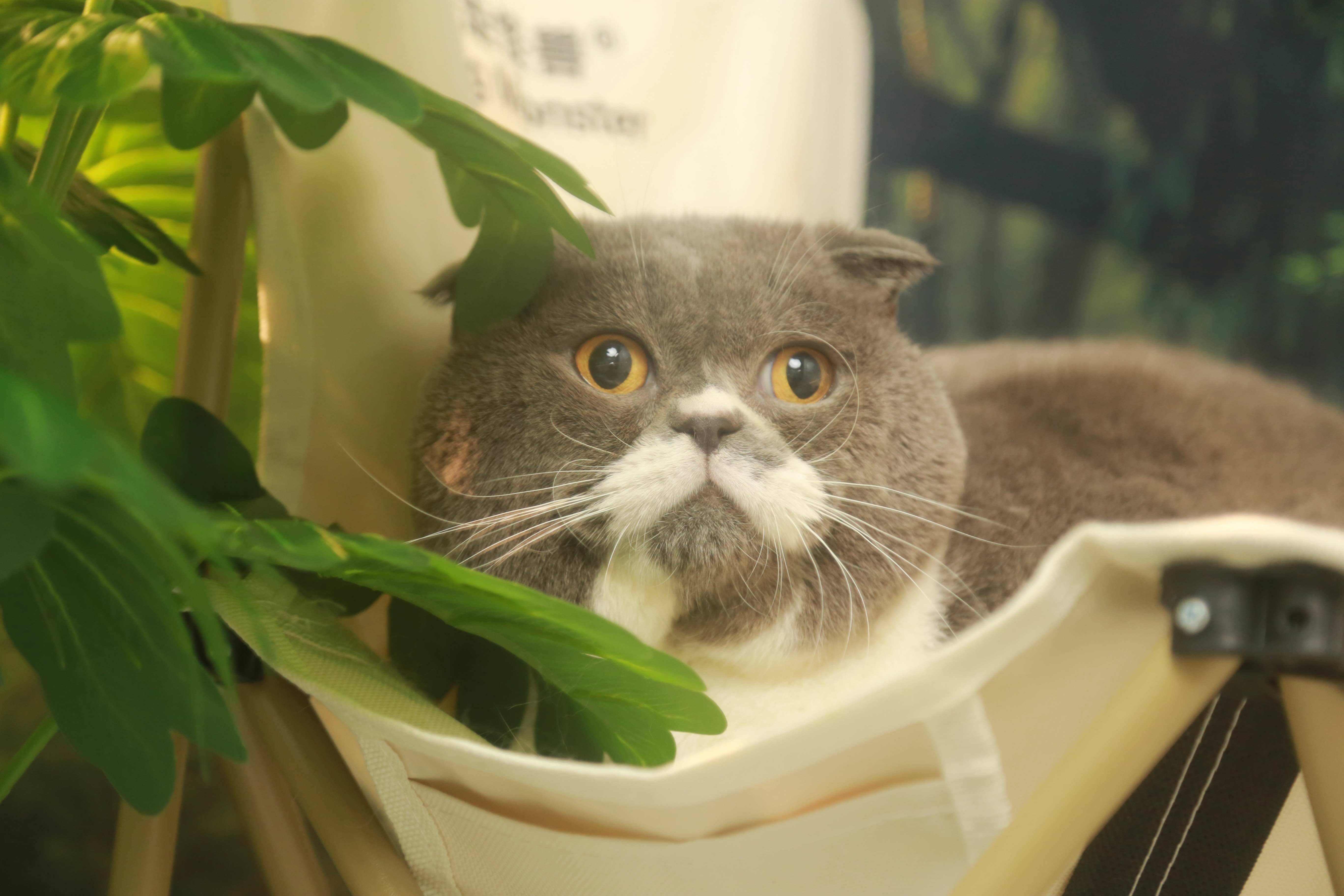 石榴