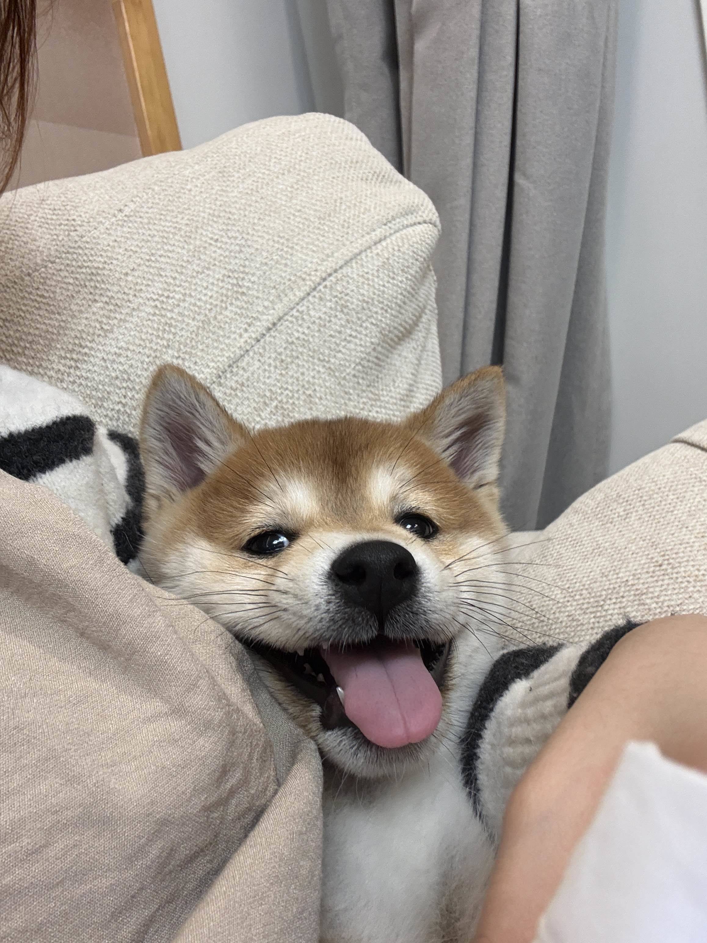 馒头大王