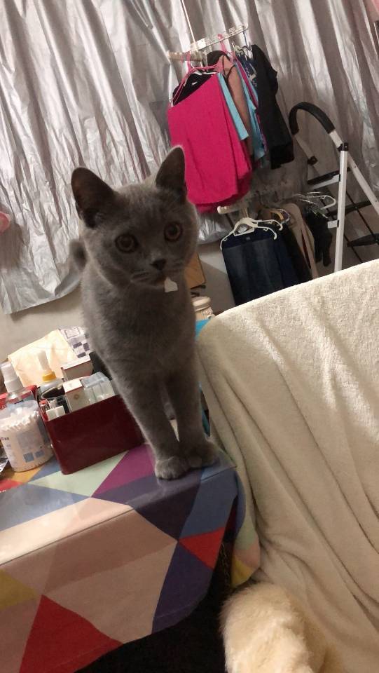 我有一只小猫
