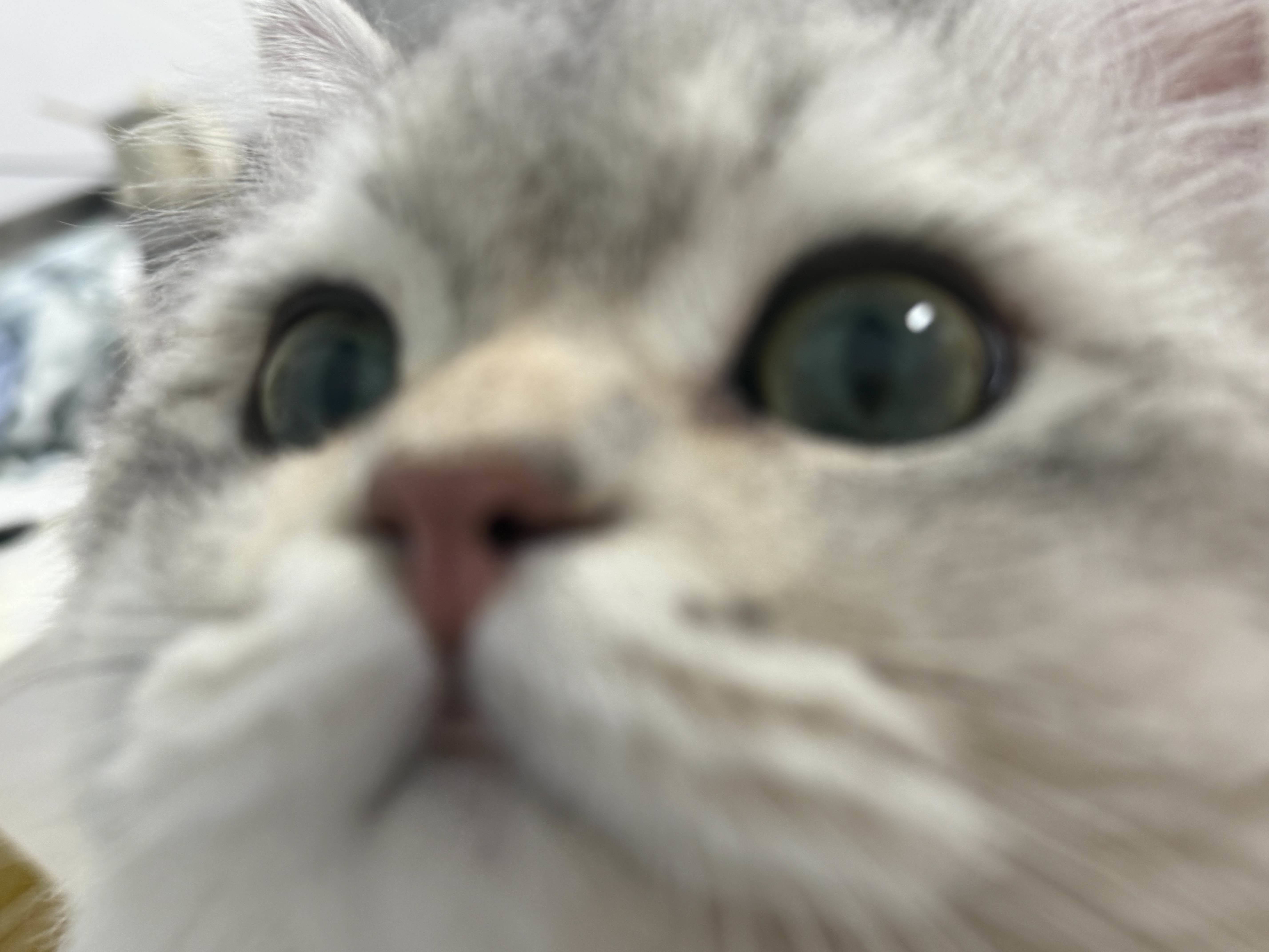 哈哈