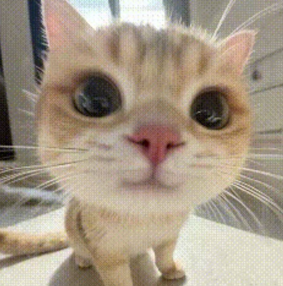 桃桃