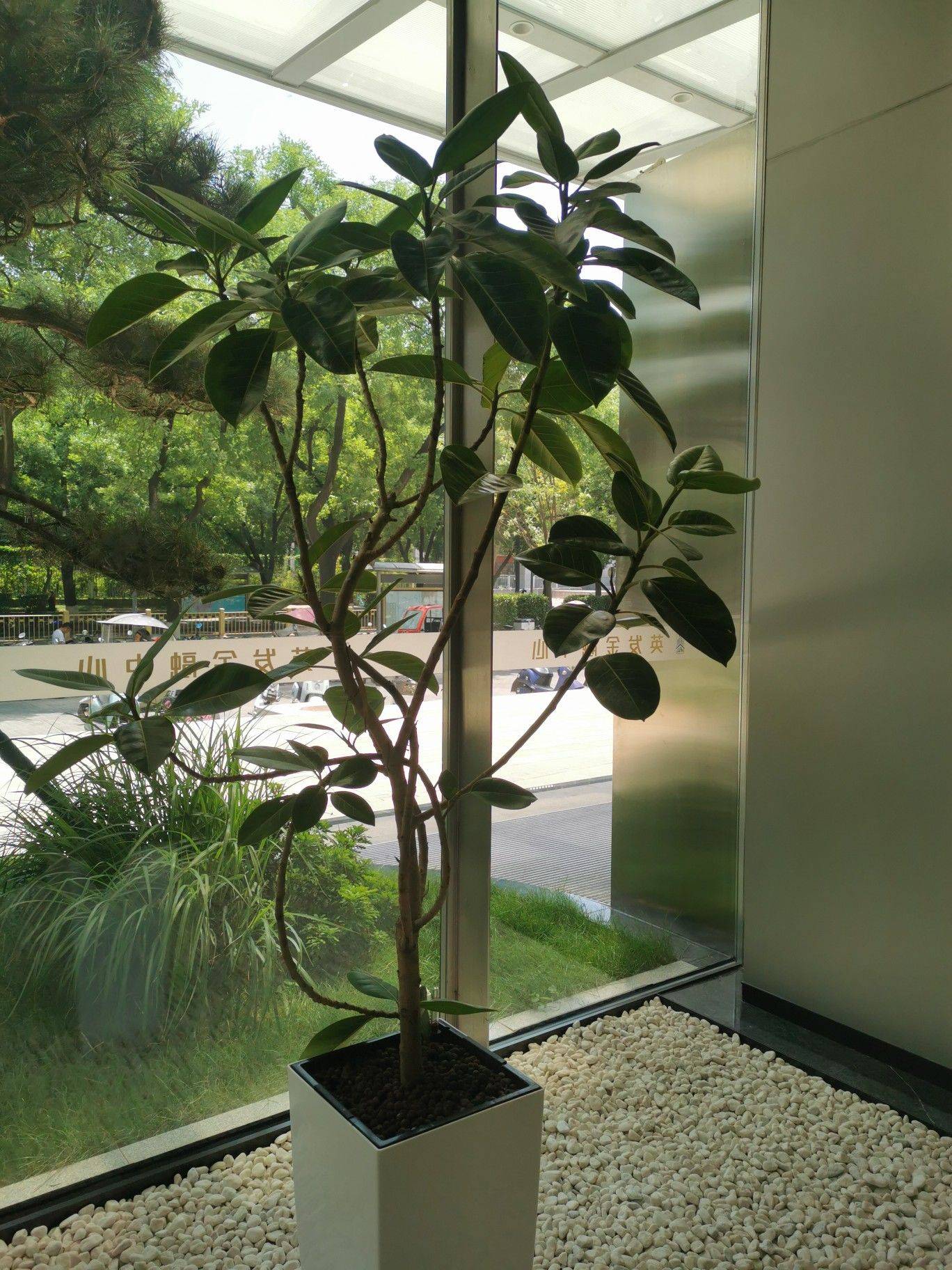 两室两厅房东整租