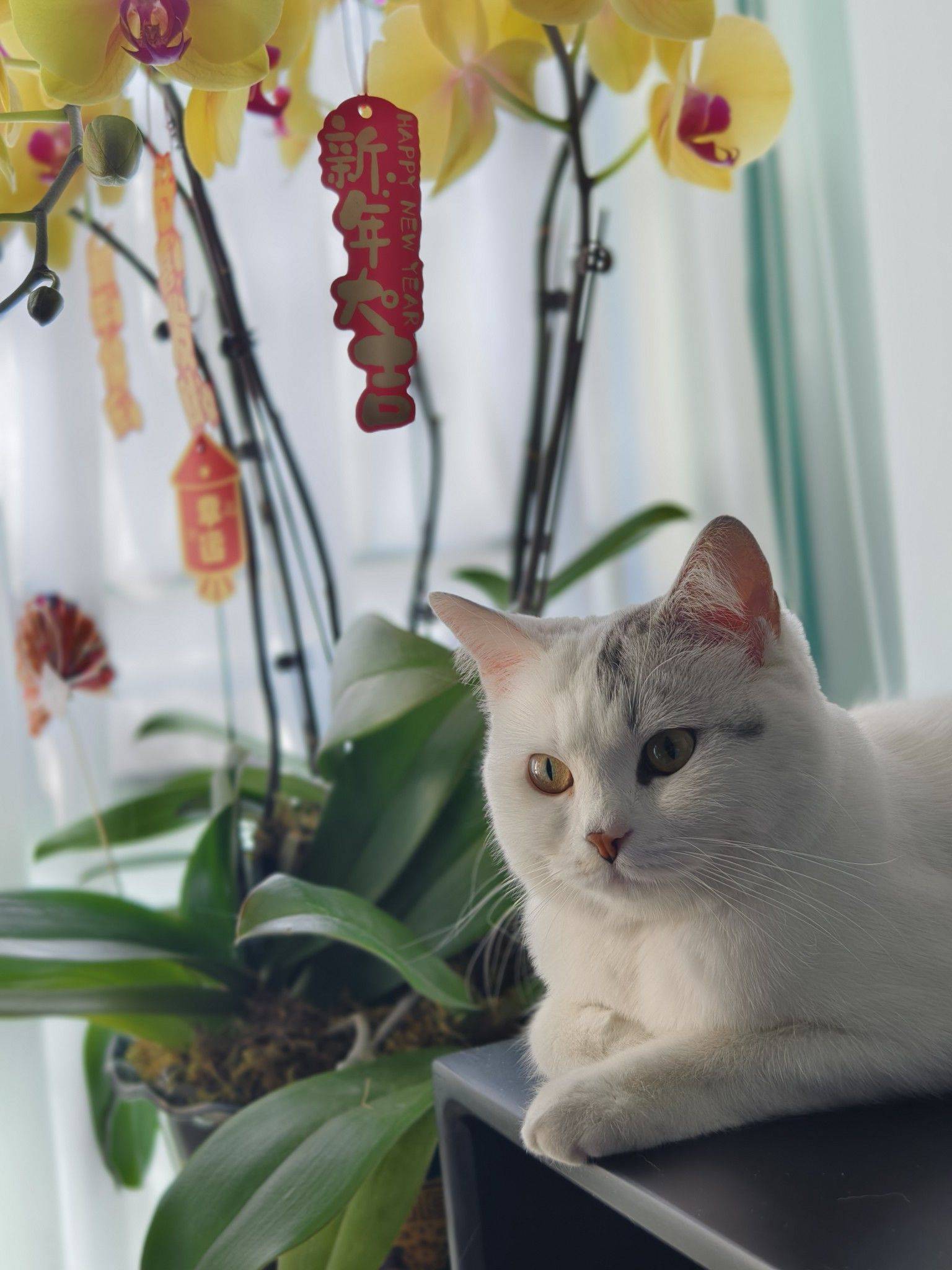 angela