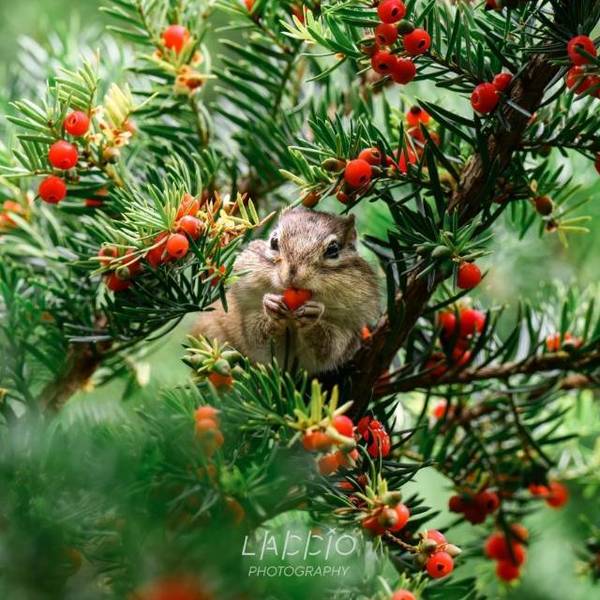 江涵