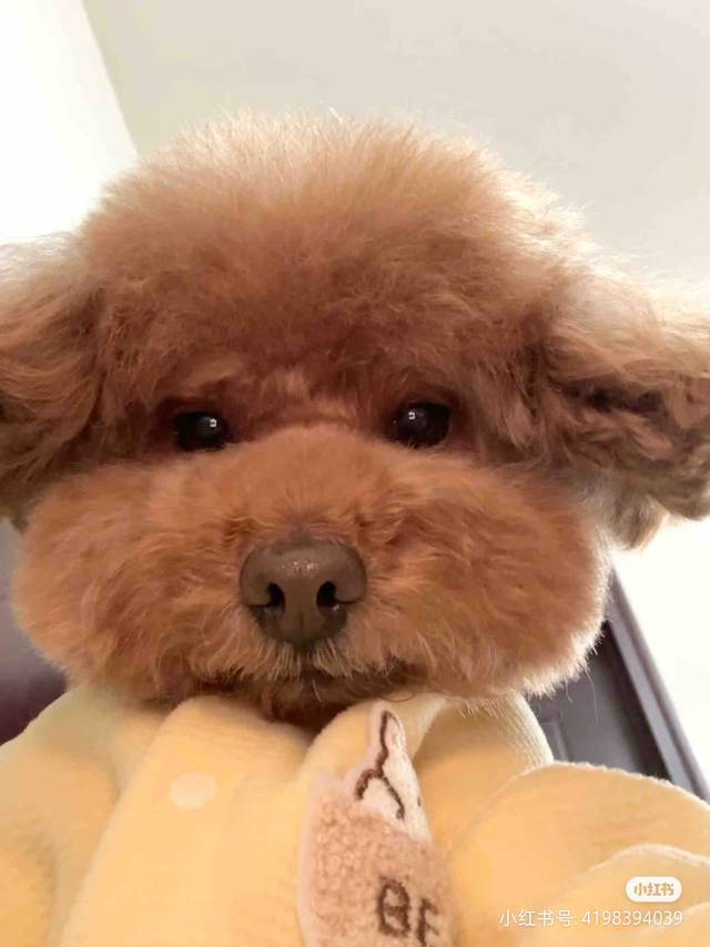 抹茶星冰乐