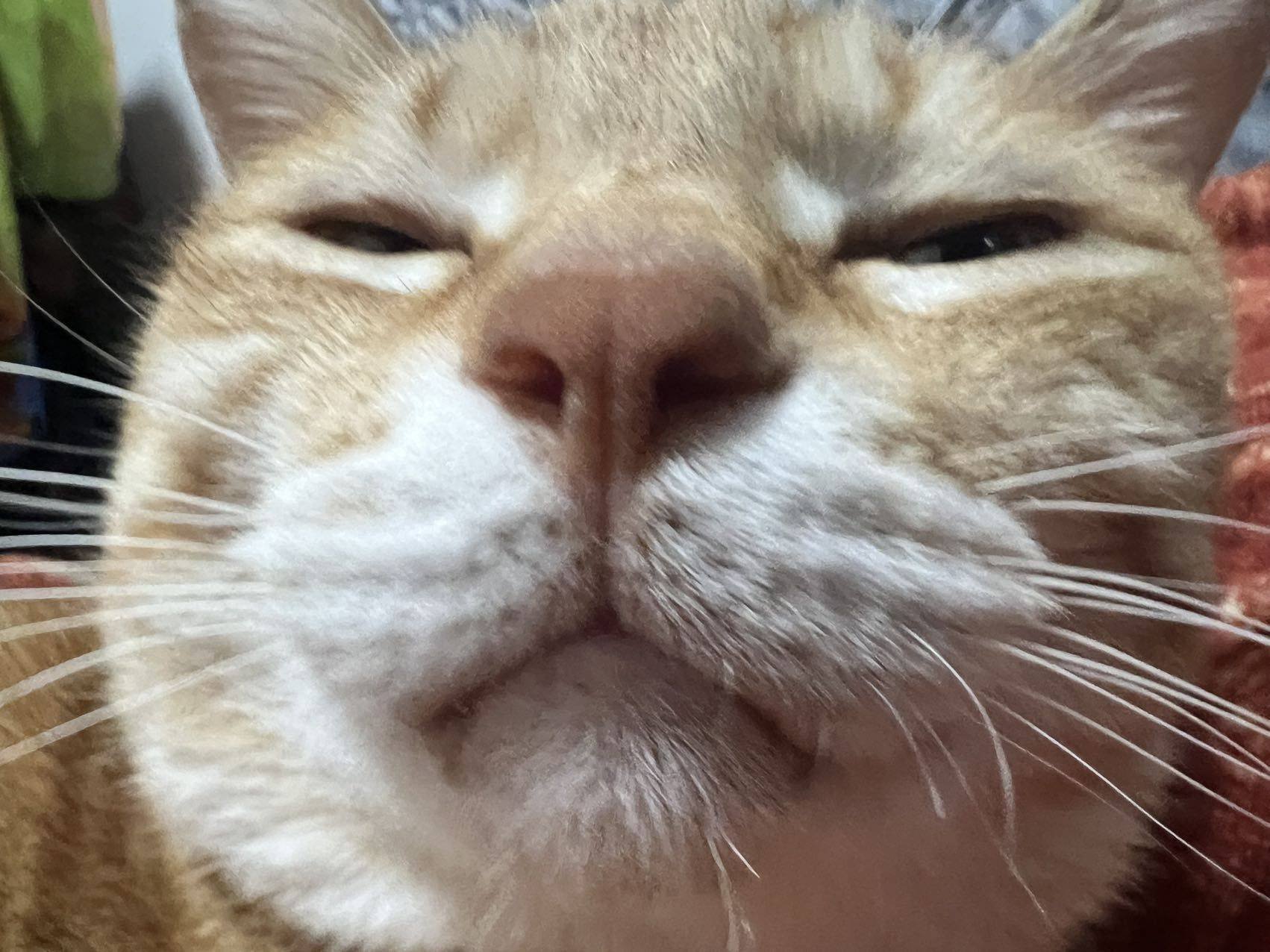 綦