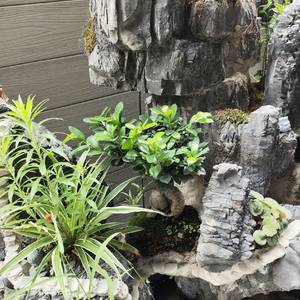 龙宇