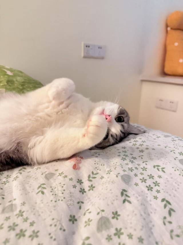 小 dai