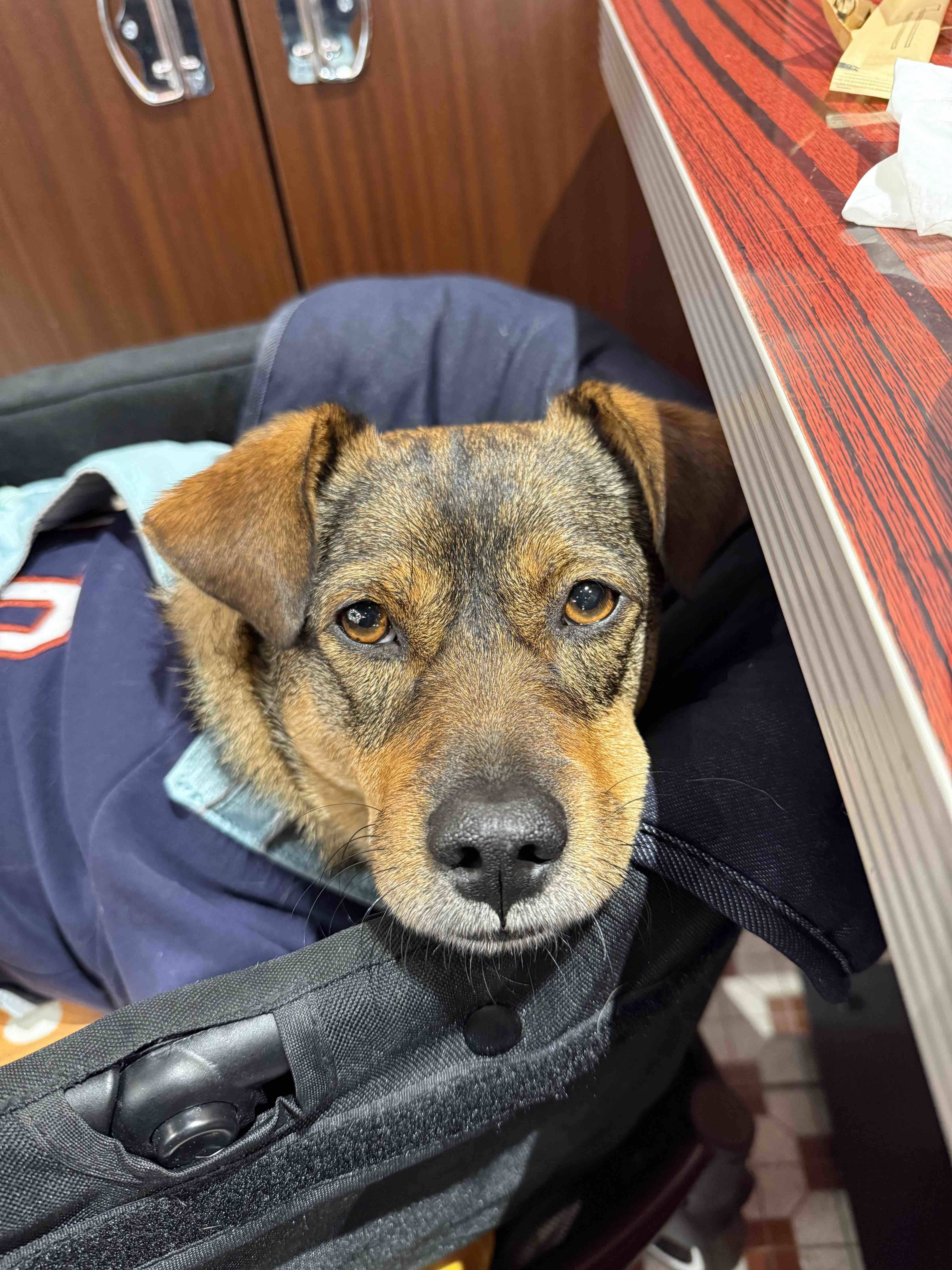 蜜蜂的胖花朵儿