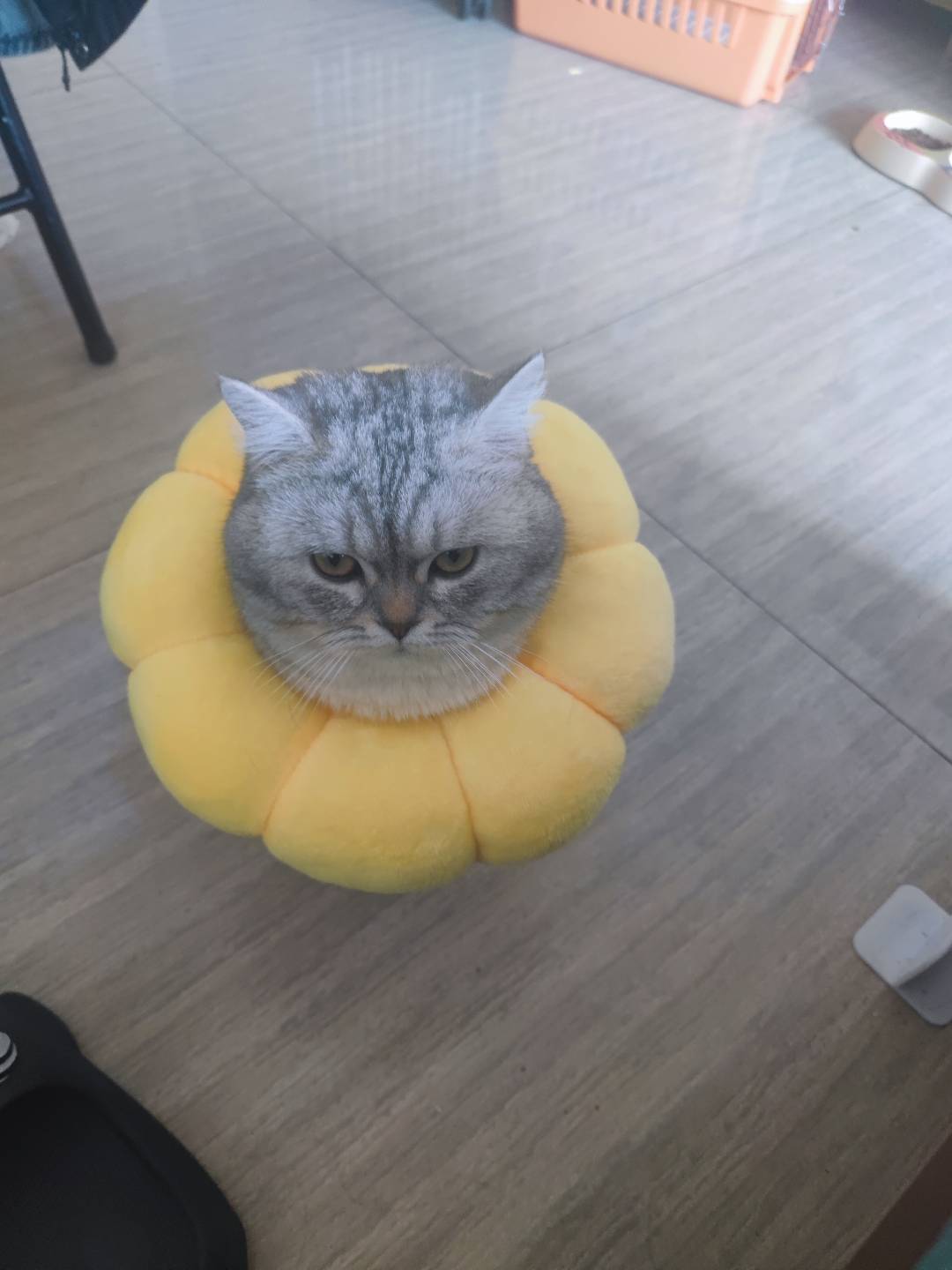 瓜瓜