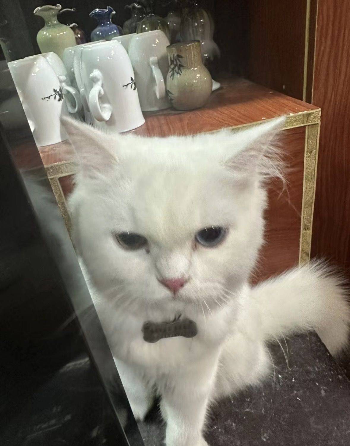 Crazy kitten