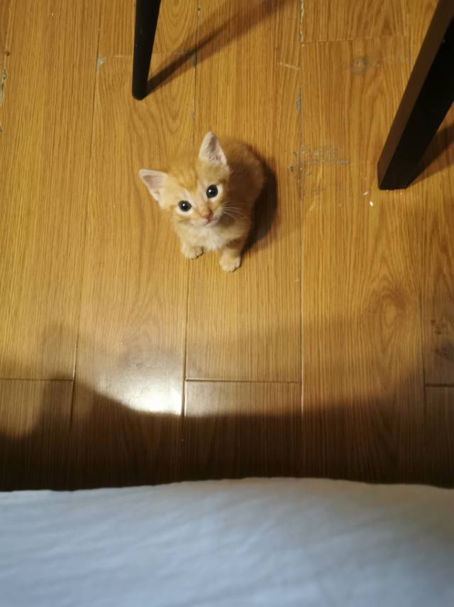 卡卡西